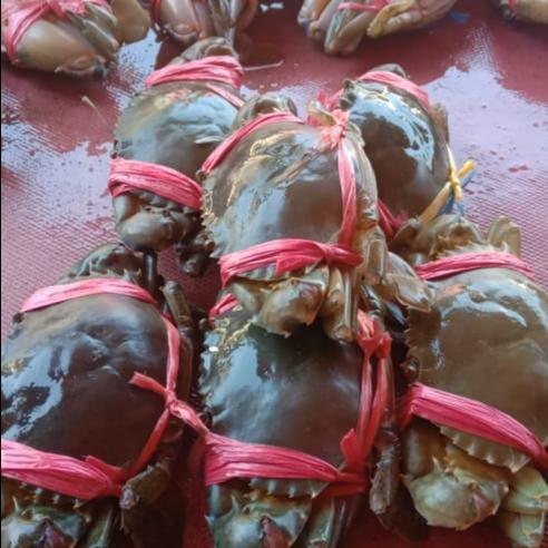 Kepiting Hidup Isi 5