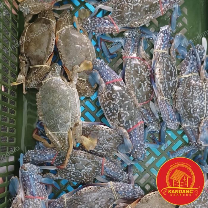 Kepiting Rajungan Hidup Live Seafood 1Kg