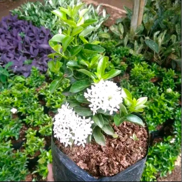 Swaylineshop Tanaman Soka Jambon Bunga Putih - Bunga Soka Jambon - Tanaman Bunga Soka