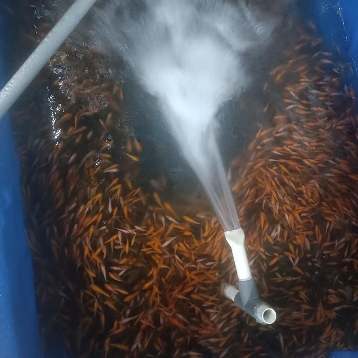 Ikan Mas Literan Untuk Pakan Ikan Predator