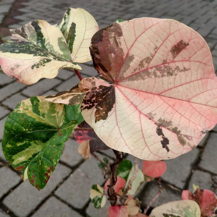 Tanaman Hias Waru Variegata