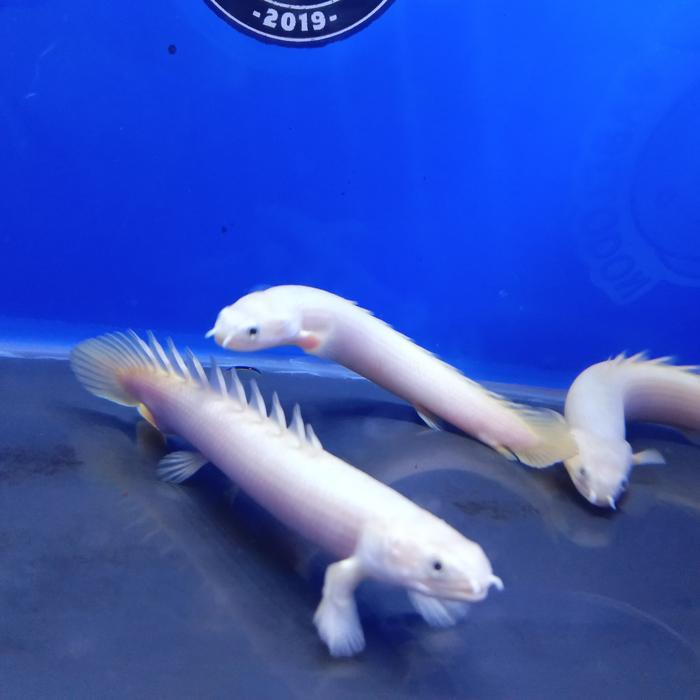 BEST SELLER AKSESORIS AQUARIUM PALMAS LEUCISTIC PALMAS LUCY
