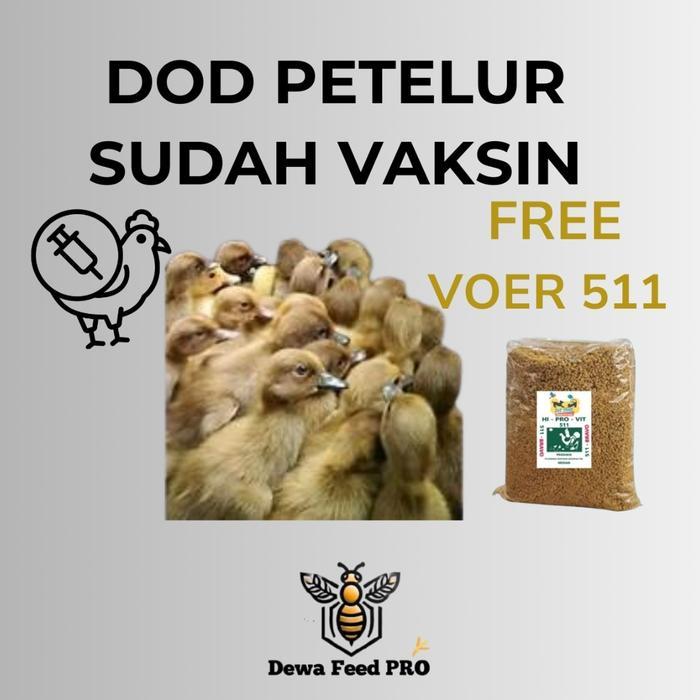 dod bebek Petelur Sudah vaksin readyyy