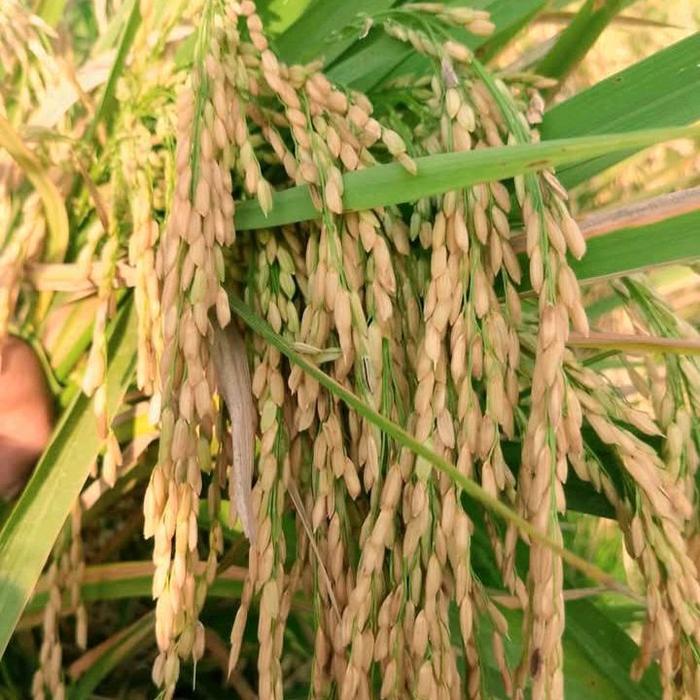 Swaylineshop Benih Bibit Padi Super Unggul Varietas Sidenok /Sidenuk Berkualitas 10Kg Daun Segar