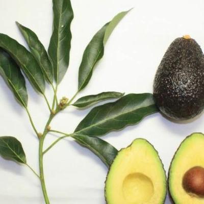 bibit alpukat hass okulasi 70 cm asli