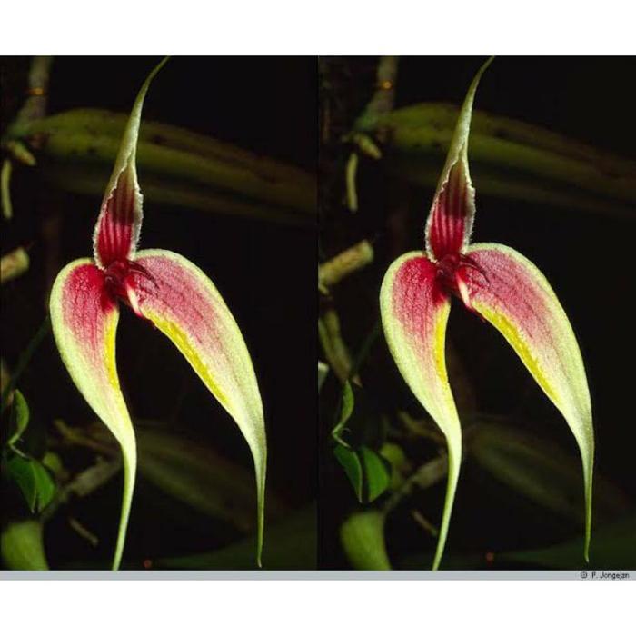 Swaylineshop Anggrek Bulbophyllum Maxillare / Bulbophyllum Blumei