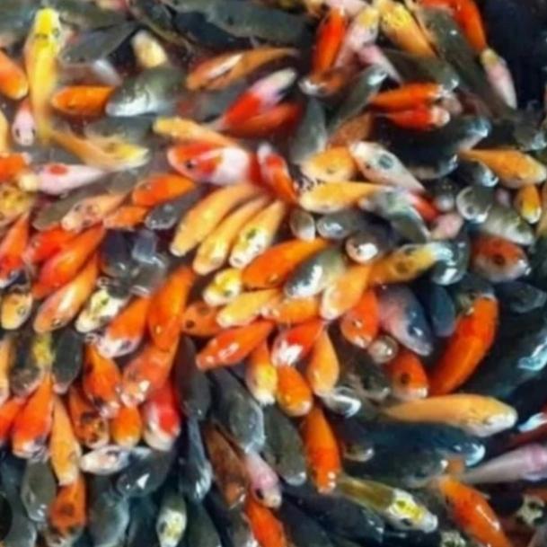 Anakan ikan mas pakan predator aquarium