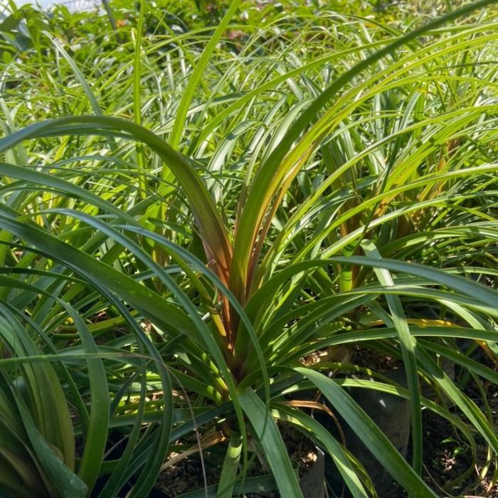 Thebest- Bibit Tanaman Nolina / Ponytail Palm / Palem Kuncir Kuda