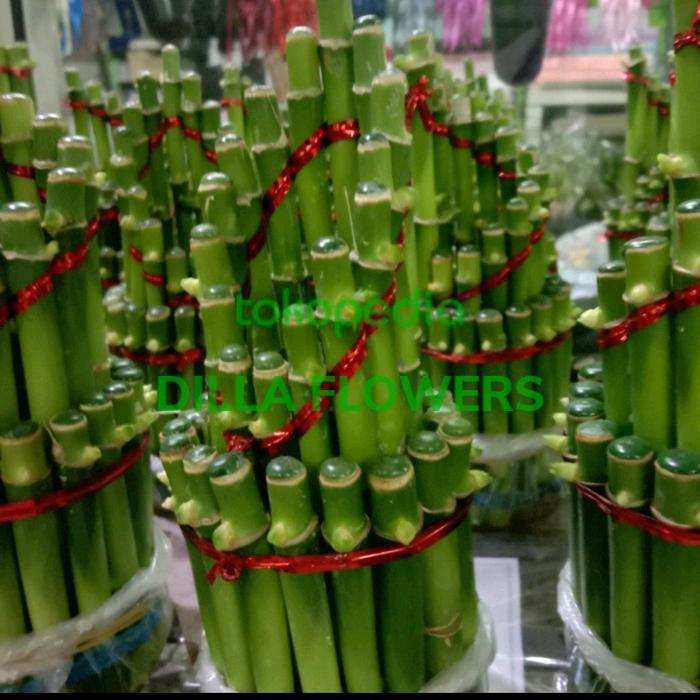 bunga bambu Sri rejeki/bambu hoki/bambu imlek