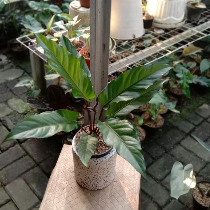 anthurium black beauty - tanaman hias anthurium black beauty