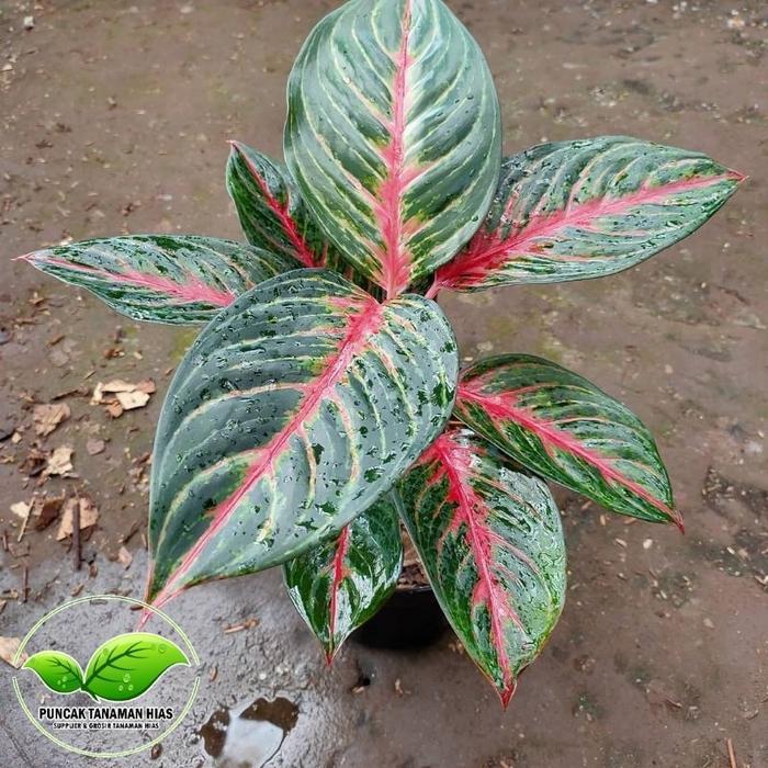 Koralineshop Tanaman Hias Aglonema Red Borju - Aglonema Red Borju