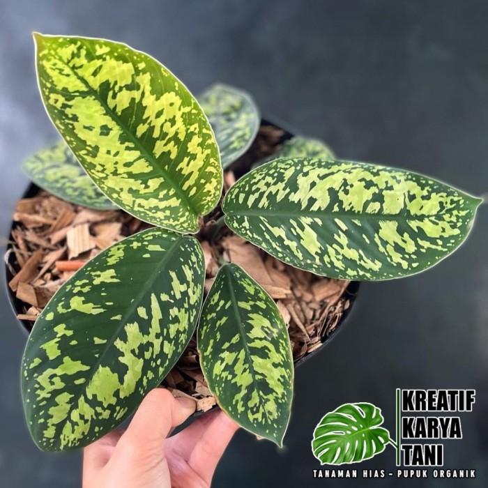 Swaylineshop Tanaman Hias Hamalomena Wallisii - Hamalomena Walisi