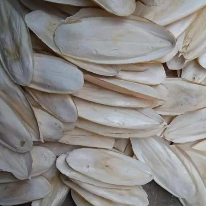 Tulang Sotong Jumbo 500 Gram Pakan Kalsium Burung