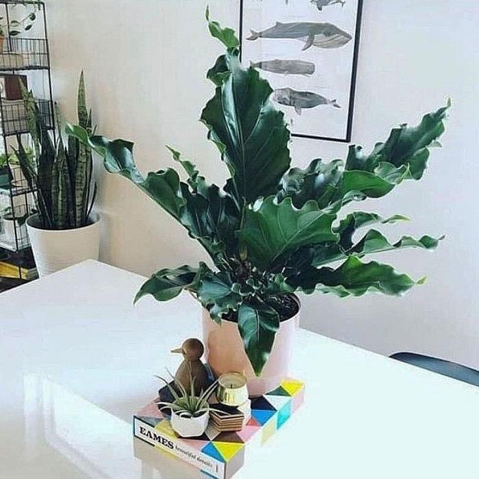 Tanaman Hias Anthurium Gelombang Cinta Dewasa & Bibit / Tanaman Indoor Antorium Gelombang Cinta /