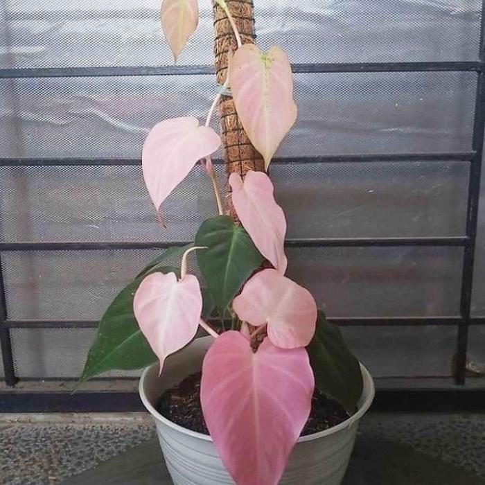 PROMO Tanaman Hias Melano Micans Pink Bunga Hias Philodendron Mican Pink Tanaman Hidup