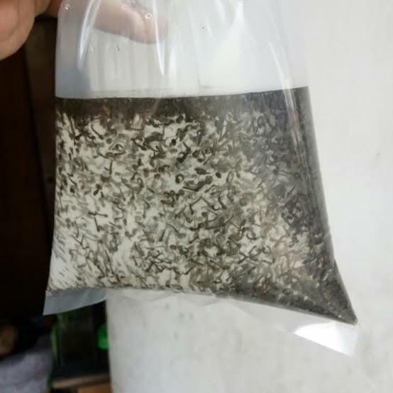 jentik nyamuk pakan cupang / encu / ncuk jentik pakan ikan