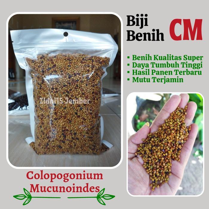 1 kg Benih kacang CM (Calopogonium Mucunoides) /Cover Crops