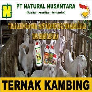 Paket Penggemukan Ternak Kambing Dan Domba Pakan Fermentasi