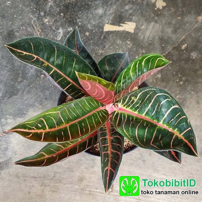 Tanaman Aglaonema Pride Of Sumatra
