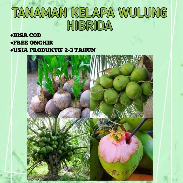 BIBIT TANAMAN KELAPA WULUNG HIBRIDA Artifical