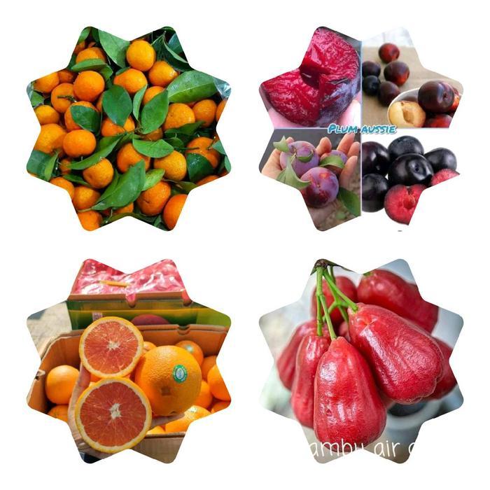 etalase untuk satuan bibit tanaman segala jenis bibit