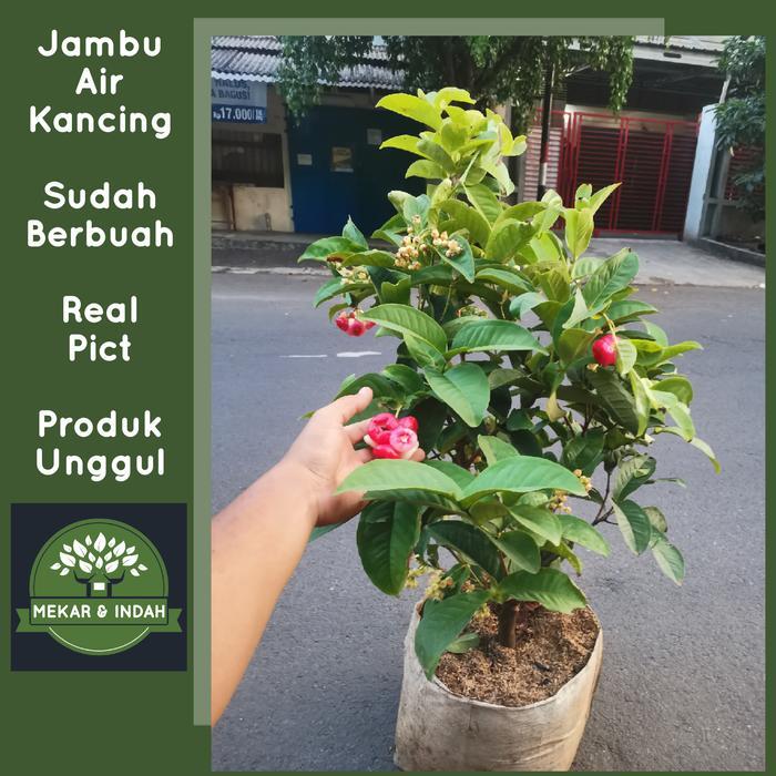 Pohon jambu air kancing merah besar, tanaman buah jambu air kancing