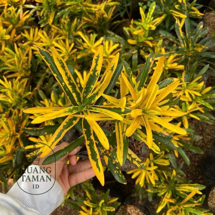 Swaylineshop Tanaman Hias Puring Cabai Kuning - Pohon Puring Cabai - Pohon Puring Brokoli