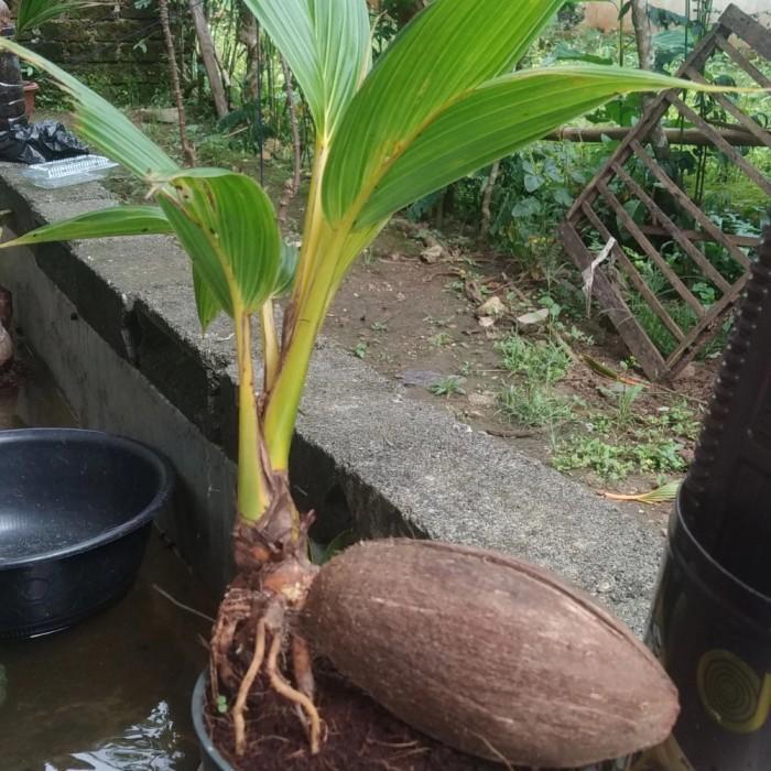 bibit bonsai kelapa minion daun panjang termurah