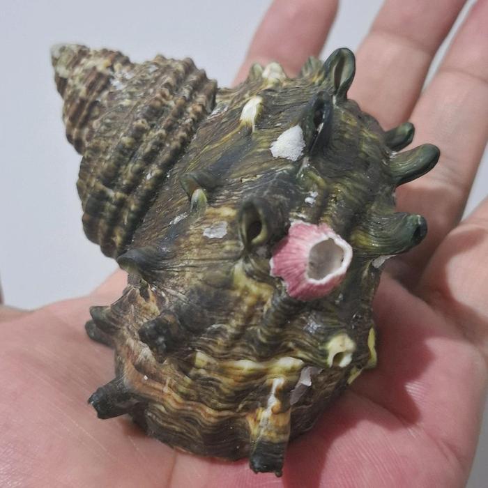 NEW PRODUCT CANGKANG RUMAH KELOMANG TURBO SAZAE CORNUTUS