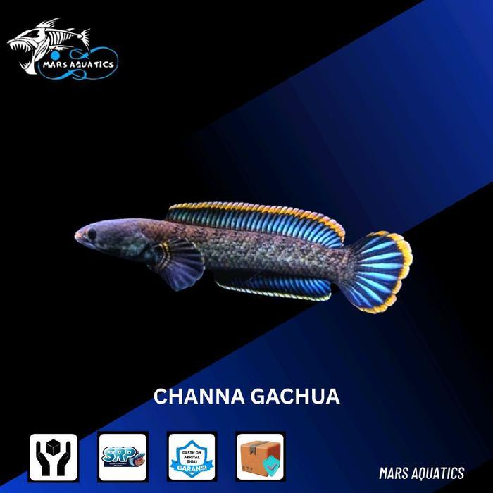 TEREMURAHTERLARIS READY SILAHKAN DIORDER IKAN HIAS IKAN CHANNA GACHUA LIMBATA SNAKEHEAD
