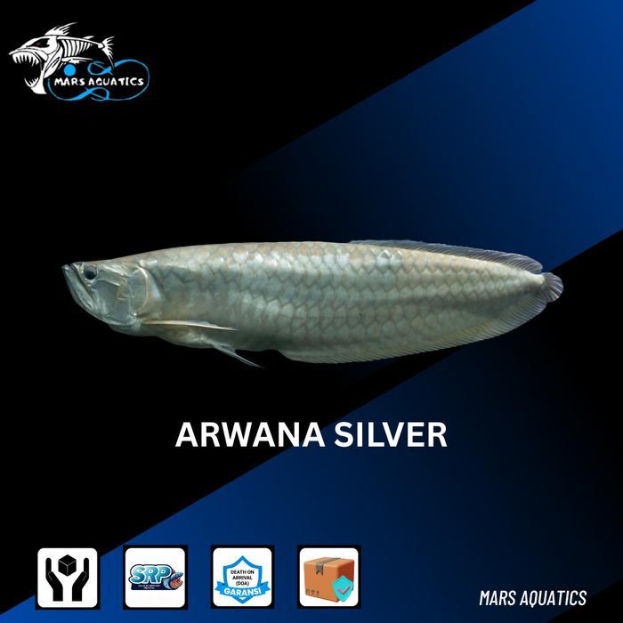 TEREMURAHTERLARIS READY SILAHKAN DIORDER IKAN HIAS IKAN SILVER BRAZIL JUMBO ARWANA SILVER RED ARWANA