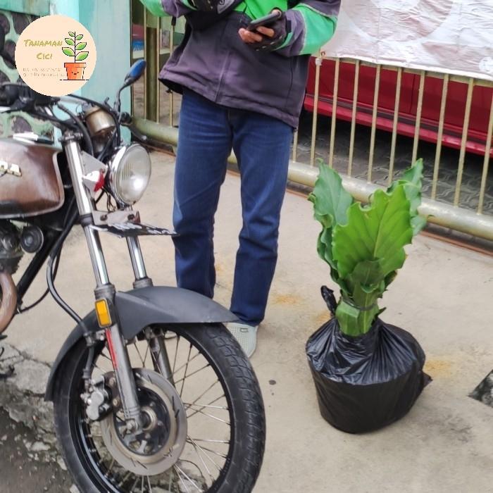 Tanaman Gelombang Cinta Besar Ready Surabaya