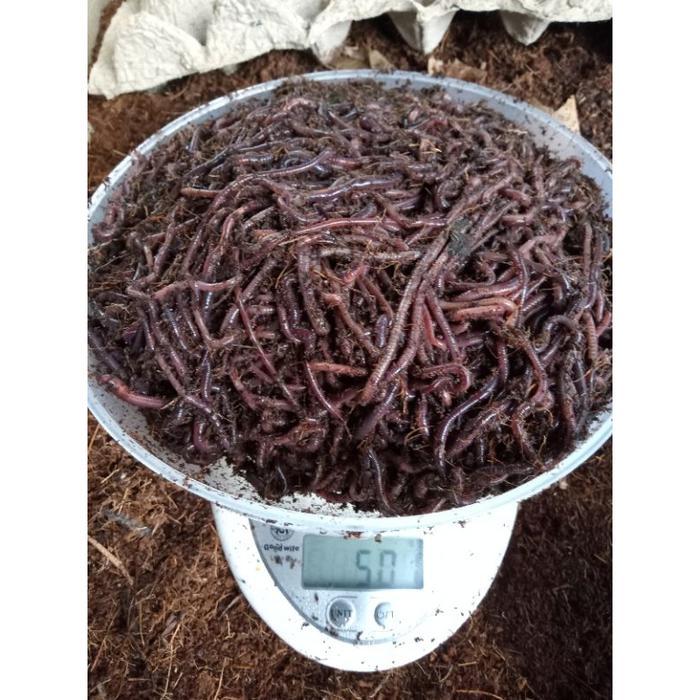 Cacing Tanah Kalung ANC Lumbricus Hidup Umpan Pancing Pakan Ikan 500gr