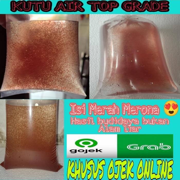Pakan Ikan Cupang Kutu Air (Kutir)