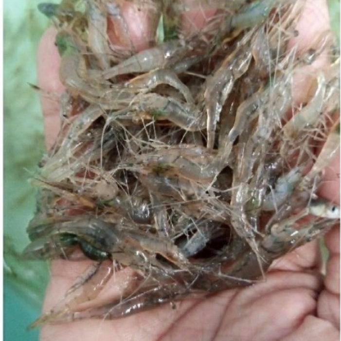 Udang hidup pakan ikan predator