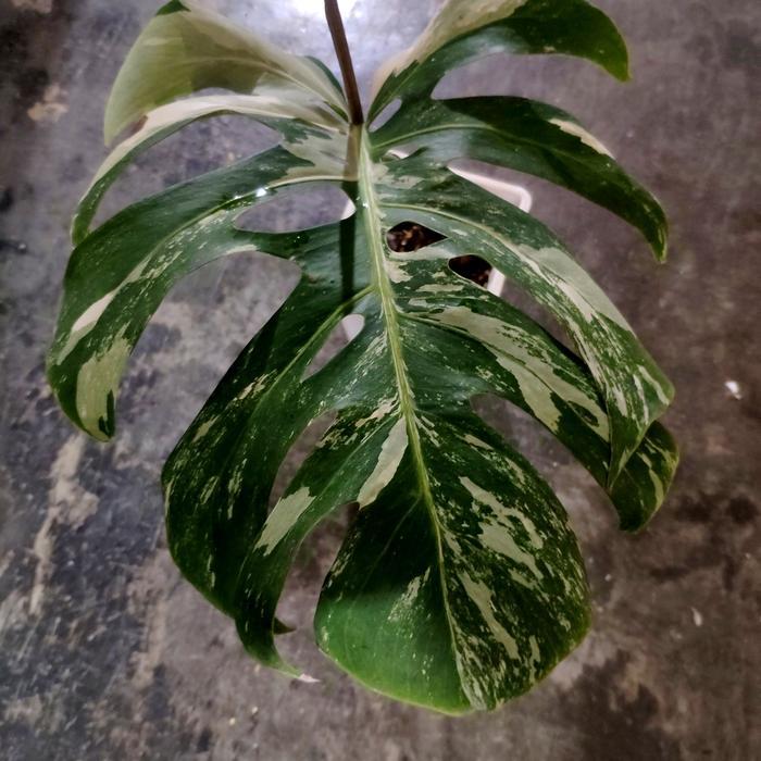 Tanaman Philodendron Monstera King Variegata