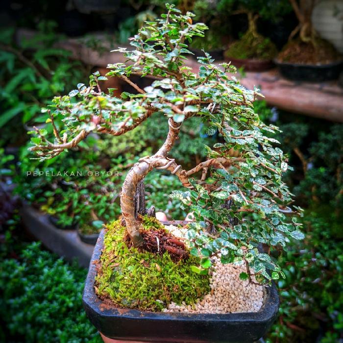 Bonsai Ulmus Variegata Super Micro Sudah Jadi Siap Pajang Bonsai Imprort Chinese Elm Variegata