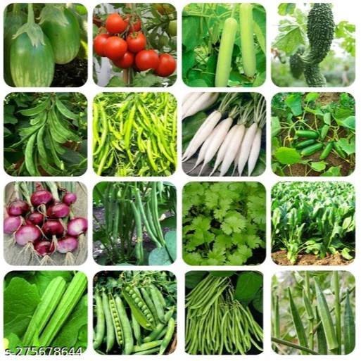"New" PAKET 20 BENIH SAYURAN DAUN SAYURAN RUMAHAN LENGKAP COD bibit sayuran benih sayuran