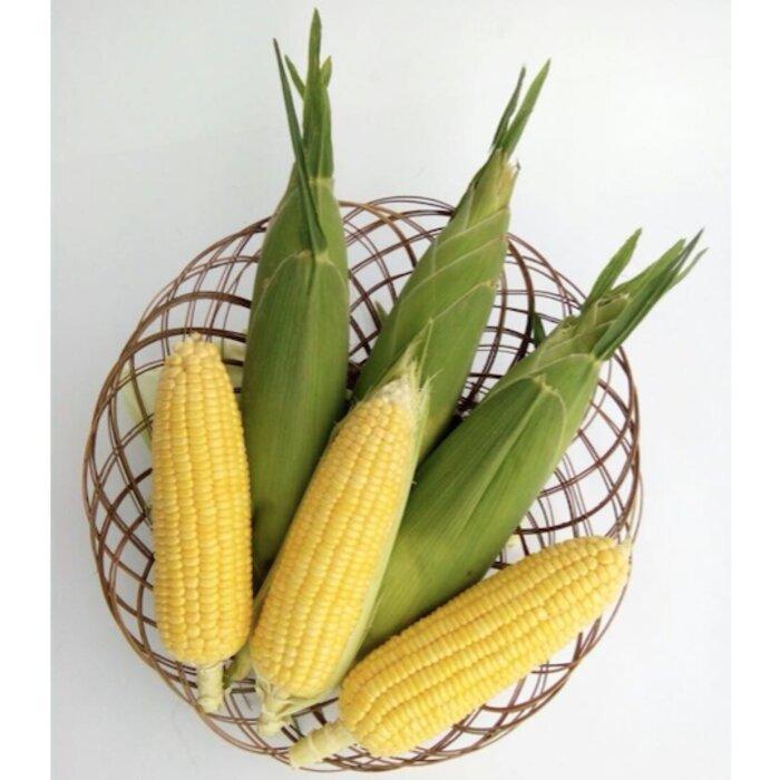 Swaylineshop Benih Jagung Paragon,Benih Jagung Manis,Jagung Manis Unggul