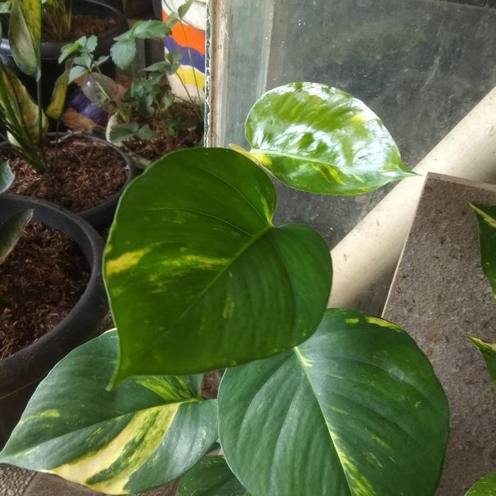 tanaman sirih gading daun besar.