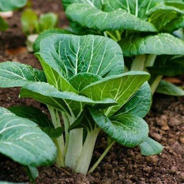 100 Benih Sawi PAK CHOY WHITE Pak Coy batang putih