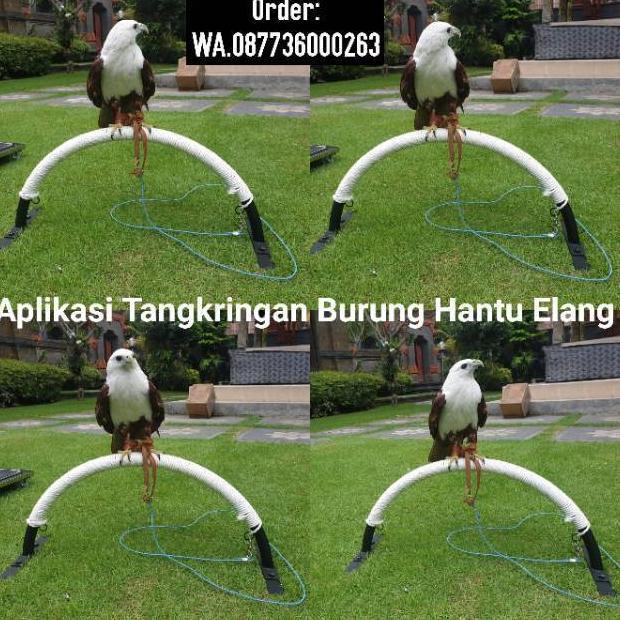 Tangkringan Burung Elang Hantu