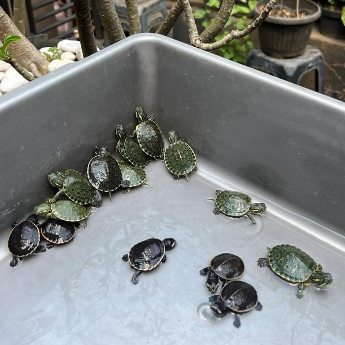 DISKON BABY KURA-KURA DADA MERAH GRADE A+ (RED BELLY TURTLE)