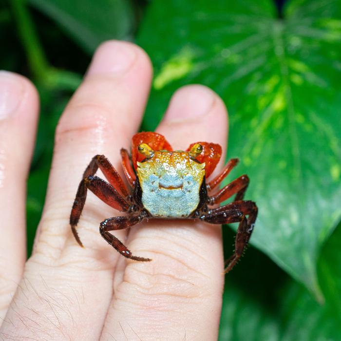 Kepiting Rainbow Rouxi Vampire Crab Geosesarma Rouxi / Kepiting Pelangi / Vampire Crab / Kepiting