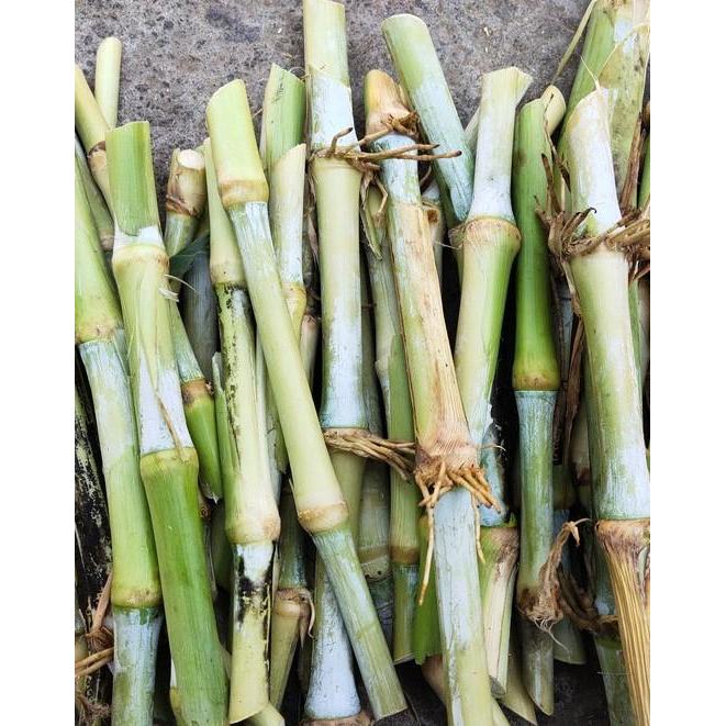 Pesona_Mimin Bibit Rumput Biograss Bb Biogen 1Kg Tahan Kering Bonus Indigofera