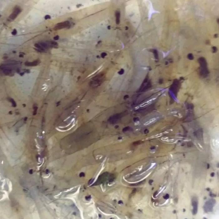 udang hidup pakan ikan predator udang sawah hidup pakan arwana Oscar