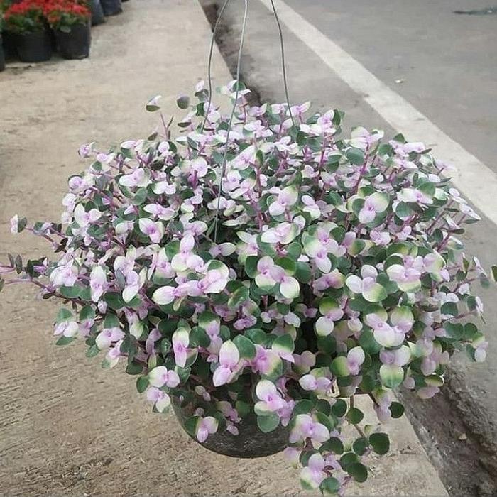 Tanaman Hias Gantung Kribo Pink / Bunga Hias Kribo Tanaman Gantung Bunga Pink / Tanaman Hidup Kribo