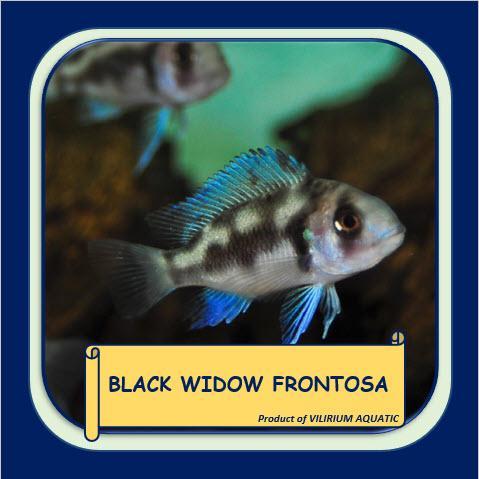 TEREMURAHTERLARIS READY SILAHKAN DIORDER IKAN HIAS AIR TAWAR - BLACK WIDOW FRONTOSA CICHLID