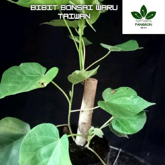 BAHAN/BIBIT BONSAI WARU TAIWAN BESAR BATANG JEMPOL KAKI