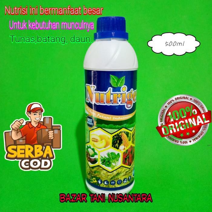 Pesona_Mimin Nutrigen 500 Obat Anti Rontok Bunga Dan Puret Pada Tanaman Cabe Tomat